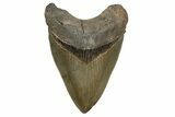 Serrated, Fossil Megalodon Tooth - North Carolina #345653-1